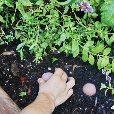 Seed Bomb