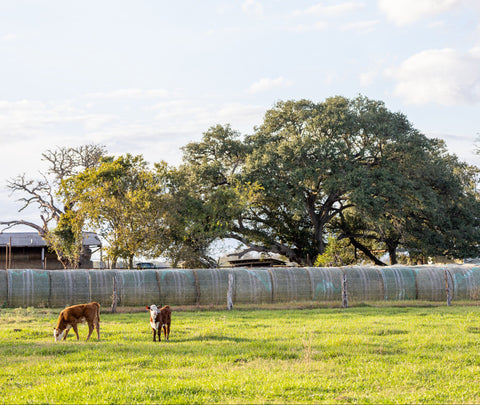 Two cows grazing in a grassy field with trees and a clear sky.
