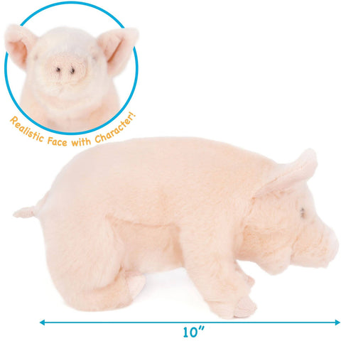Perla The Pig